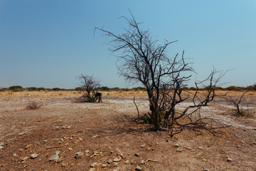 Kalahari desert Botswana