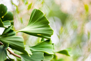 Gingko biloba - tree, leaves and details
