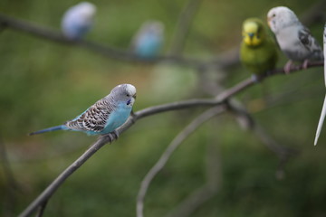 Budgie Birds in an Outdoor Aviary