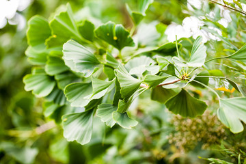 Gingko biloba - tree, leaves and details
