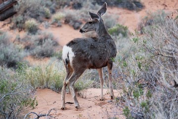 American deer