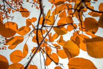 Orange leaves on the tree,Autumn time