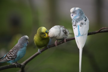 Budgie Birds in an Outdoor Aviary