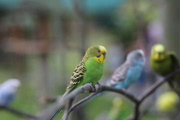 Budgie Birds in an Outdoor Aviary