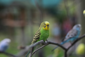 Budgie Birds in an Outdoor Aviary