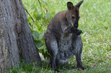 Wallaby in the outdoors