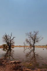 Obraz na płótnie Canvas Kalahari desert Botswana