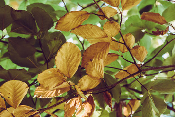 green and yellow autumn leaves upward view