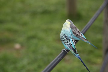 Budgie Birds in an Outdoor Aviary
