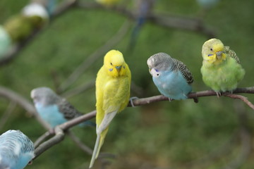 Budgie Birds in an Outdoor Aviary
