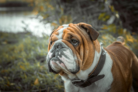 Portrait of cute English bulldog outdoor,selective focus