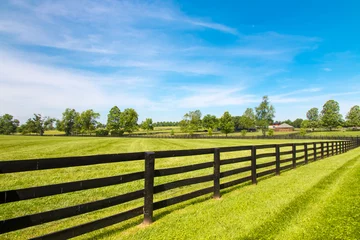 Zelfklevend Fotobehang Black wooden fence  and green pastures of horse farms © volgariver