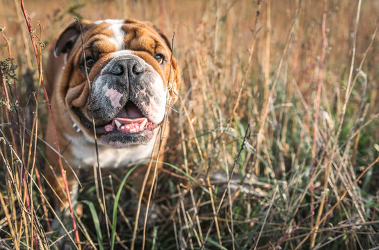 Portrait of English bulldog in the orange grass,selective focus