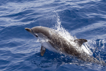 Free dolphin on the open sea, seen during sailing by yacht