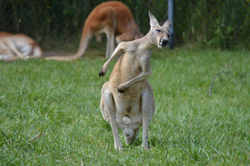 Kangaroo