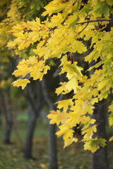 Yellow autumn foliage on trees in the park
