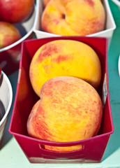 Local, ripe, organic, just picked peaches in a red, plastic container, for sale at an autumn farmers market