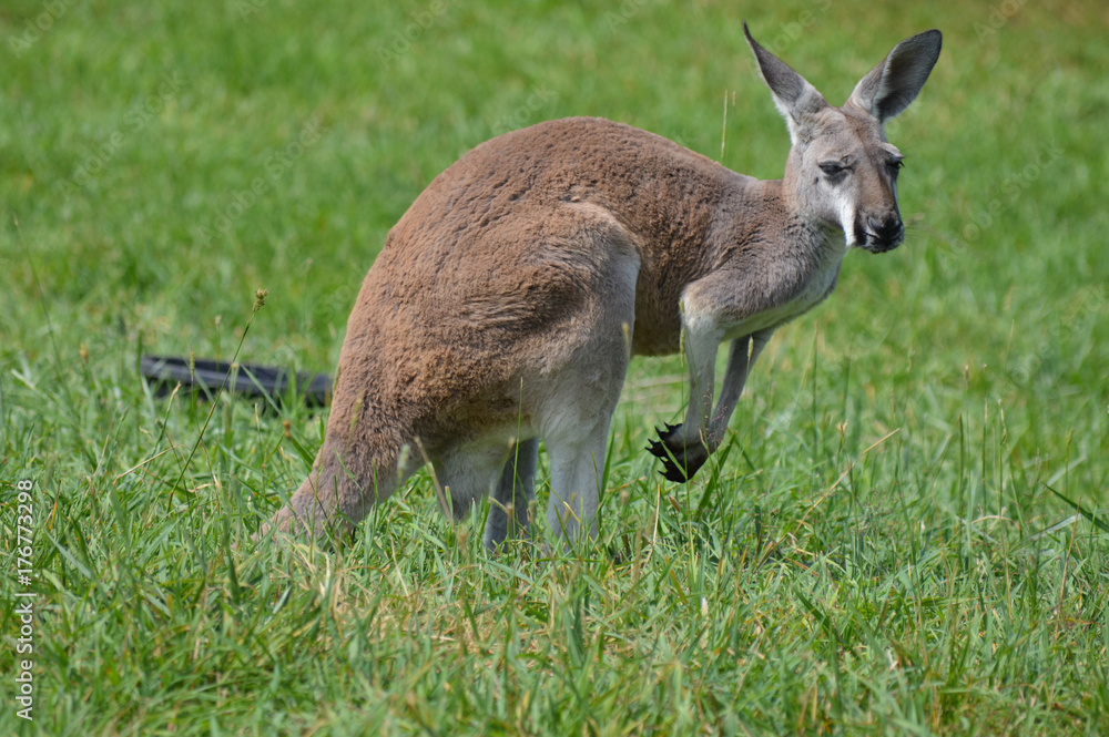 Poster Kangaroo