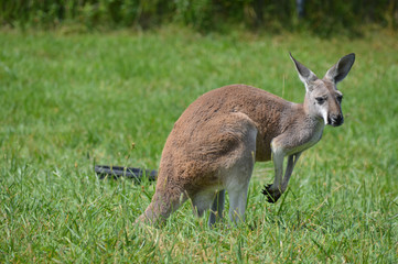 Kangaroo