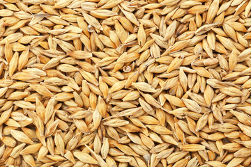 Wheat grass seeds, close up