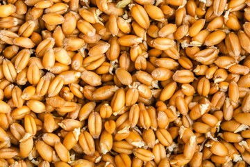 Germinated wheat grass seeds, close up