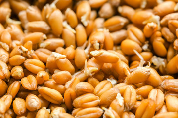 Germinated wheat grass seeds, close up