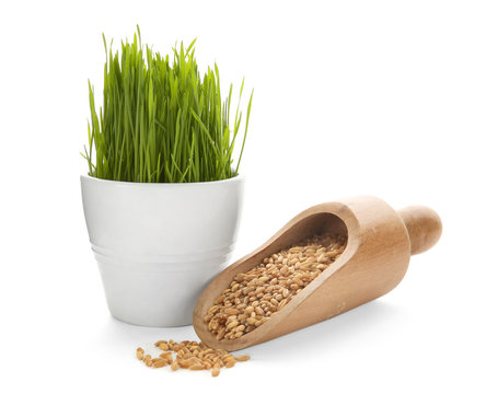 Wheat grass in flowerpot and wooden scoop with seeds on white background