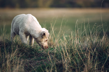 White dog on the field,selective focus