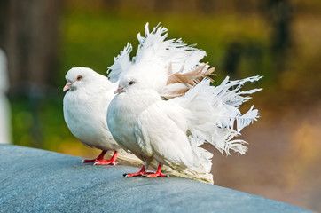 White decorative pigeons with a beautiful lush tail.