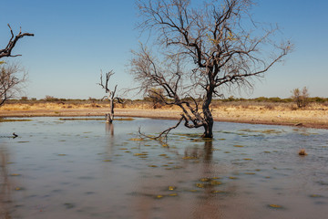 Fototapeta na wymiar Kalahari desert