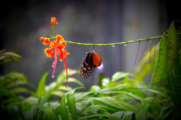 Beautiful Butterfly in Banff, Alberta 