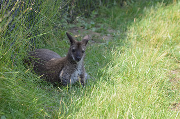 Wallaby in the outdoors