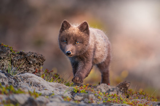 Arctic Fox in Iceland walking on moss