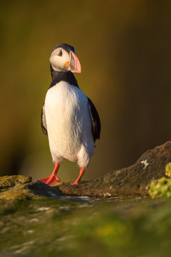 Puffin standing tall and proud