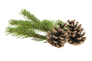 branch of a Christmas tree and a cone isolated on a white background