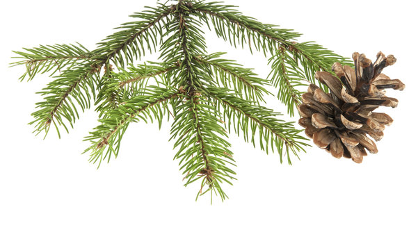 branch of a Christmas tree and a cone isolated on a white background