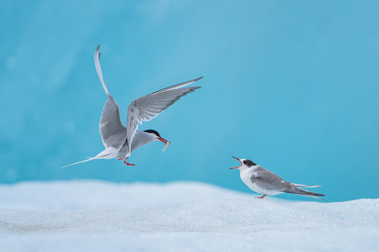 Arctic Tern on iceberg feeding it&acute;s young