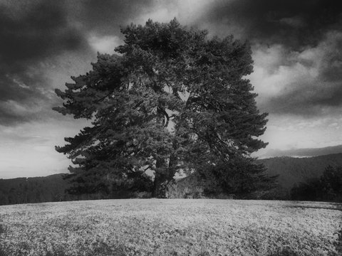 Very old giant pine