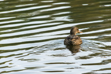 Anas Strepera, female Gadwall duck swimming in lake water of Ryton pools, UK.