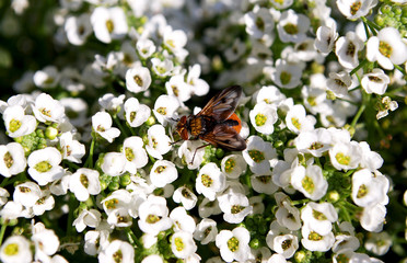 насекомое собирает нектар