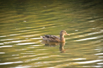 Anas Strepera, female Gadwall duck swimming in lake water of Ryton pools, UK.