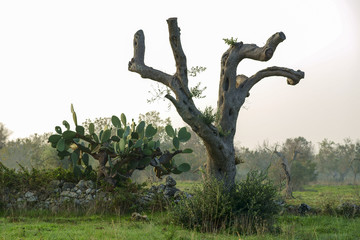 Olive trees dying for annoying xylella in Salento - Italy