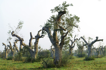 Olive trees dying for annoying xylella in Salento - Italy