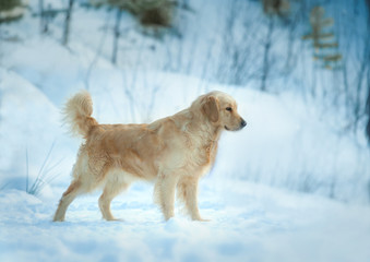 golden retriever standing on winter hill