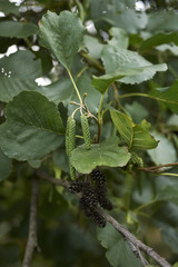 Alnus glutinosa
