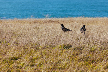 Crow
