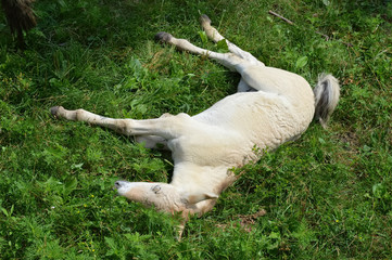 Wild Asian Horse
