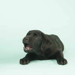 Chocolate Labrador puppy on green background