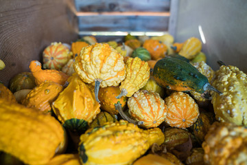 Bin of fall autumn gourds 2