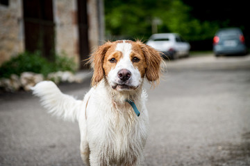 Chien de chasse